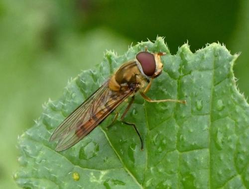 Episyrphus balteatus